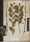 Foto von Salix myrsinifolia Salisb.